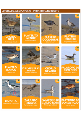 Portada Lotería Aves.png